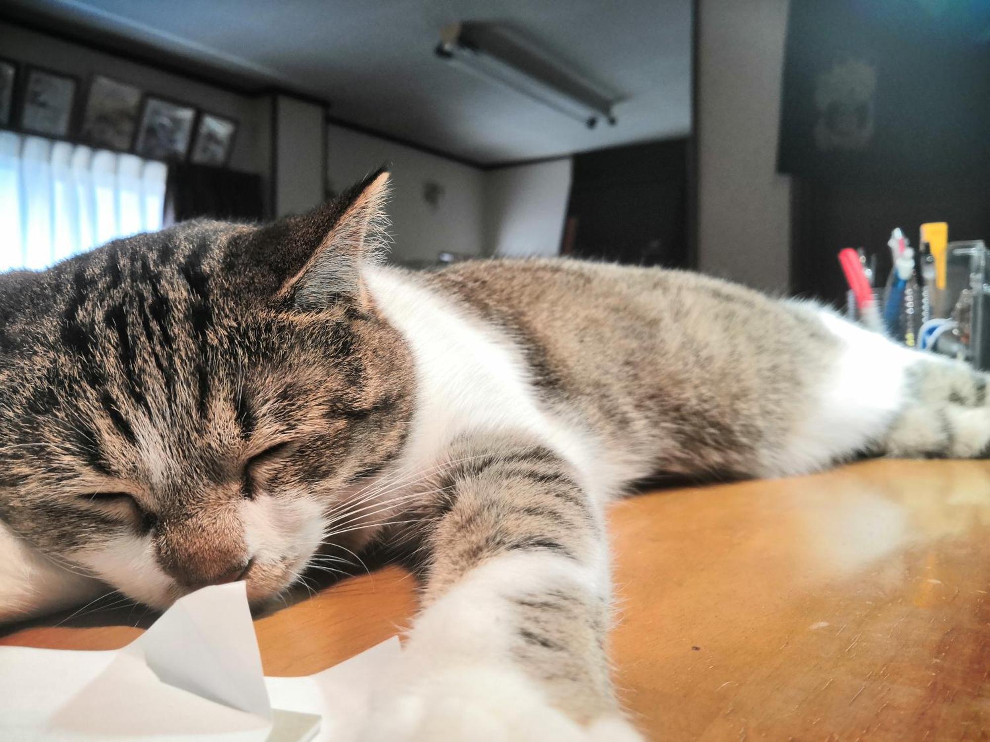 Tiny Guesthouse Umekoji 梅小路 Kyoto Extérieur photo